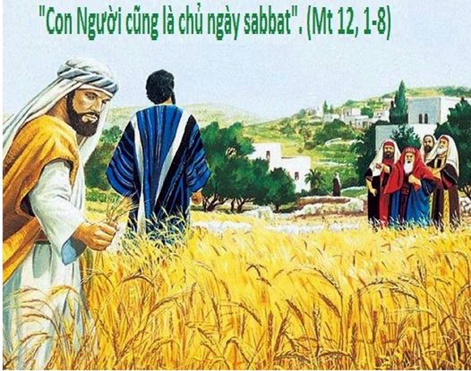 Thứ Sáu 17/07/2020 – Thứ sáu tuần 15 thường niên. – Con Người là chủ ngày Sabbat.