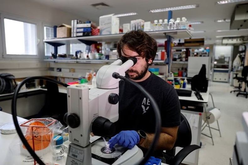 Các nhà khoa học tạo ra mô hình phôi người bằng tế bào gốc