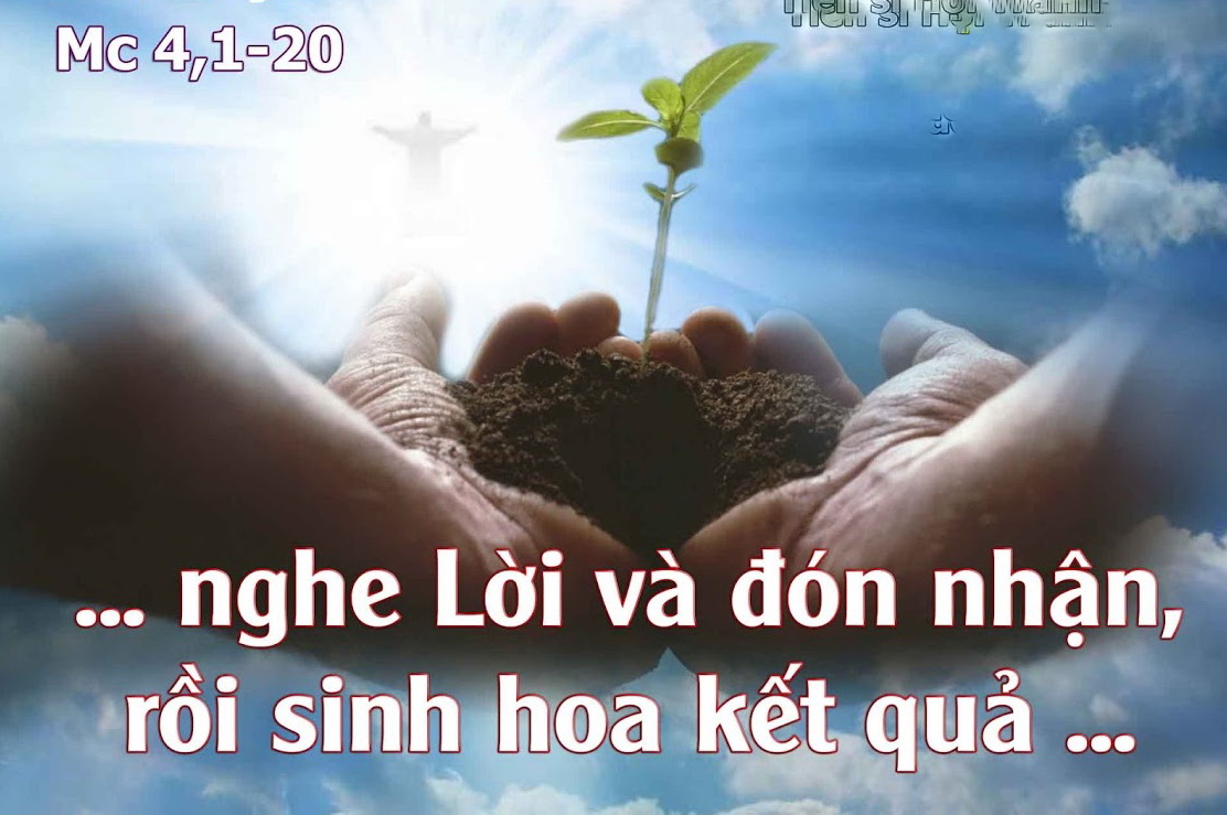 Suy niệm 30/01/2019 – Thứ Tư tuần 3 thường niên: Dụ ngôn gieo hạt giống.