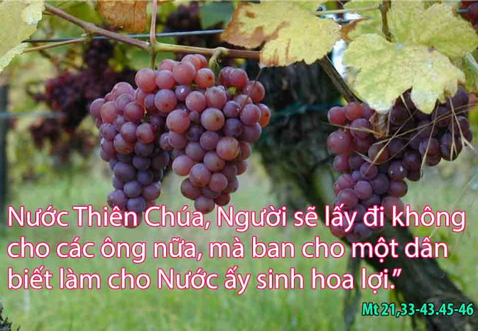 Suy niệm 22/03/2019 – Thứ sáu tuần 2 Mùa Chay: Dụ Ngôn Tá Điền Vườn Nho.