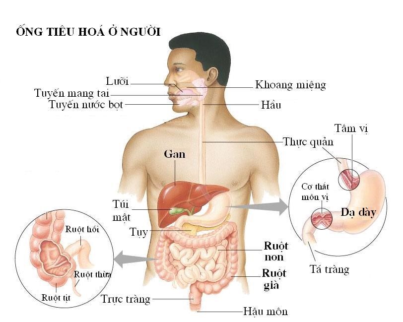 Video - Quá trình tiêu hoá thức ăn