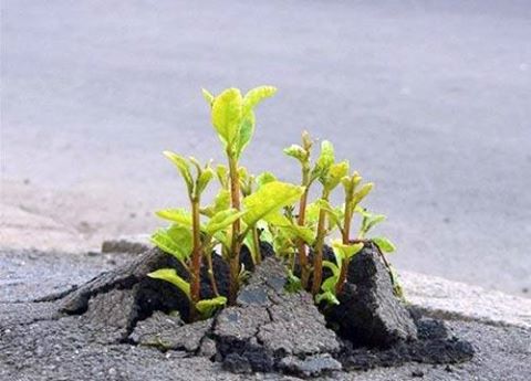 Lương tâm có “răng” không?