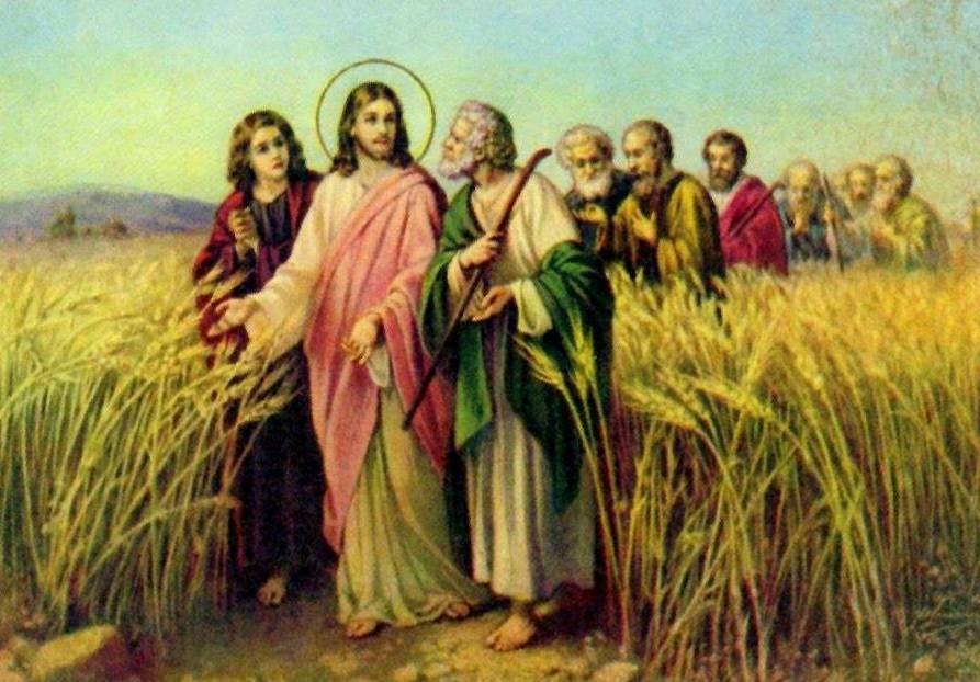 Các con hãy xin chủ ruộng sai thợ đến gặt lúa của người