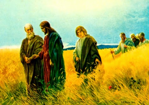 Lúa chín đầy đồng